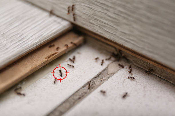 Best Wasp Removal Services  in Summit Park, UT